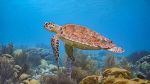 Ashtanga Yoga Retreat - Bonaire, Caribbean Islands @ BINDU Yoga & Healing Centre