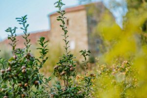 Laruga Yoga - Ashtanga Yoga Retreat - Tuscany Italy