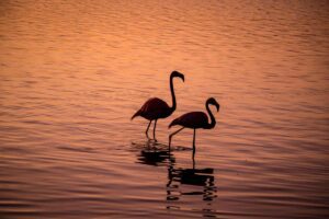 Ashtanga Yoga Retreat - Bonaire, Caribbean Islands