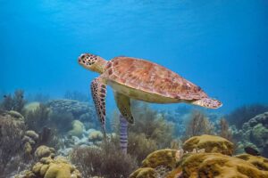 Ashtanga Yoga Retreat - Bonaire, Caribbean Islands